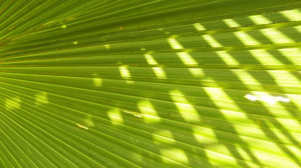 Primer Plano Horizontal Una Hoja Verde Brillante Con Luz Solar — Foto de Stock