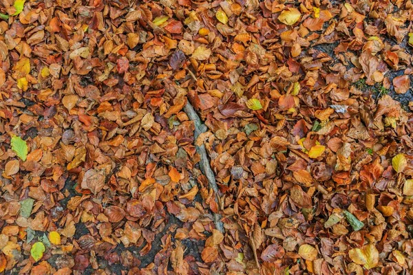 Une Vue Dessus Des Feuilles Séchées Tombées Couvrant Sol — Photo