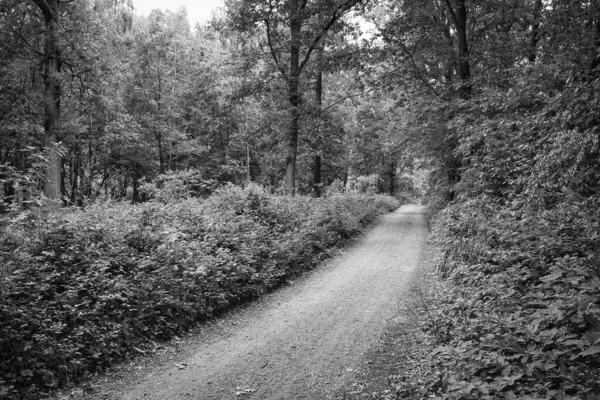Серый Снимок Дороги Окруженной Деревьями Кустами — стоковое фото