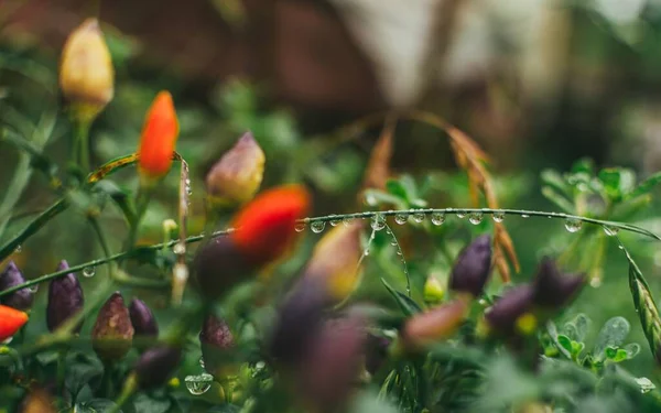 Yakından Çekilmiş Kırmızı Mor Çiçekli Yeşil Yapraklı Çiğ Tanecikli — Stok fotoğraf