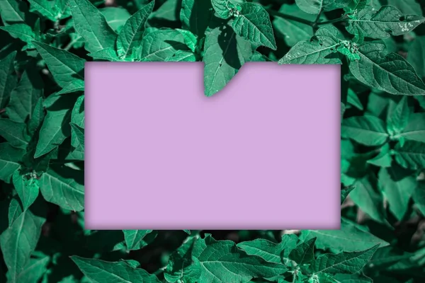 Пустое Место Текста Фиолетовой Поверхности Окружении Зелени — стоковое фото