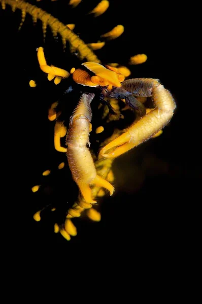一只黄蟹在黑色背景上在水下垂直拍摄的照片 — 图库照片
