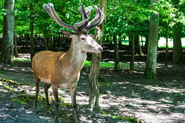 Eine Nahaufnahme Von Jungen Niedlichen Hirschen Einem Park — Stockfoto