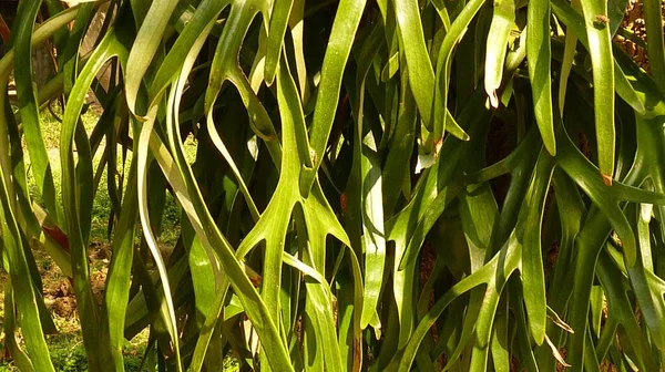 Poziomy Strzał Zielonego Platycerium Listowie Pod Sunlight — Zdjęcie stockowe