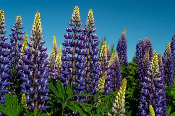 Vacker Natur Ett Fält Lila Engelska Lavendel Blommor Dagen — Stockfoto