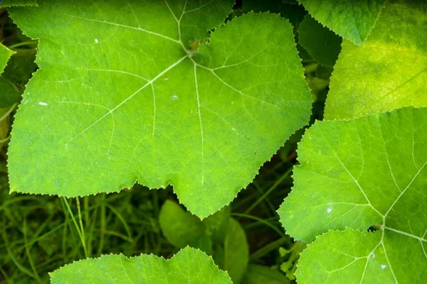 Eine Nahaufnahme Großer Grüner Kürbisblätter Freien Bei Tageslicht — Stockfoto