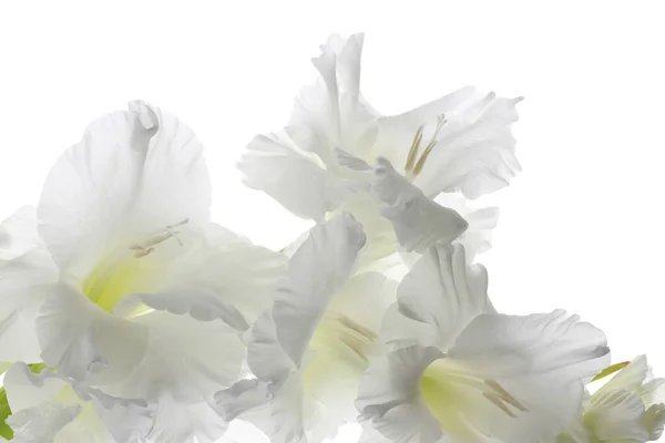 Closeup Shot Beautiful White Petaled Bellflowers Isolated White Background — Stock Photo, Image