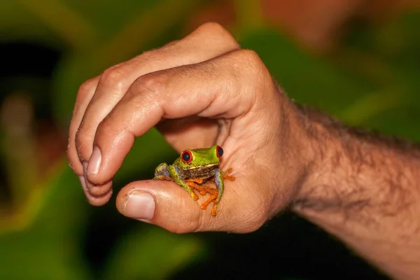 男の手の親指に赤い目の森のカエルの浅いフォーカスクローズアップショット — ストック写真