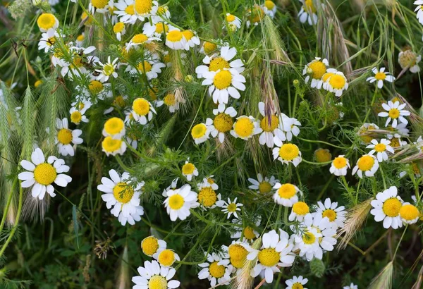 Primer Plano Hermosas Flores Margarita Jardín —  Fotos de Stock