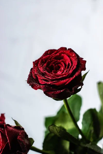 Pionowe Ujęcie Pięknej Czerwonej Róży Kilkoma Liśćmi Biało Szarym Tle — Zdjęcie stockowe
