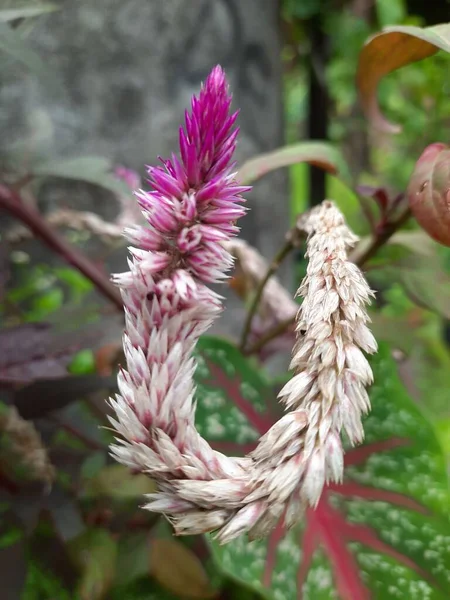 Eine Nahaufnahme Einer Exotischen Celosia Blume Sonnenlicht — Stockfoto