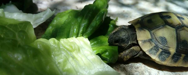 Skildpadde Spiser Salatblade Med Skygge Blade Gulvet - Stock-foto