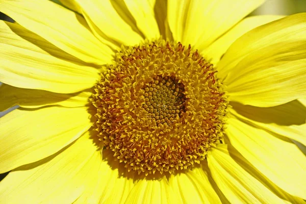 Makro Záběr Krásné Žluté Slunečnice Ideální Pro Tapety — Stock fotografie