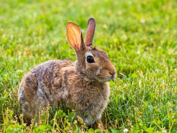 Een Close Shot Van Konijn Met Bruin Bont Liggend Het — Stockfoto