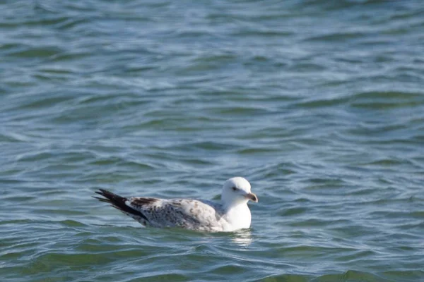 Une Mouette Nageant Dans Étang — Photo