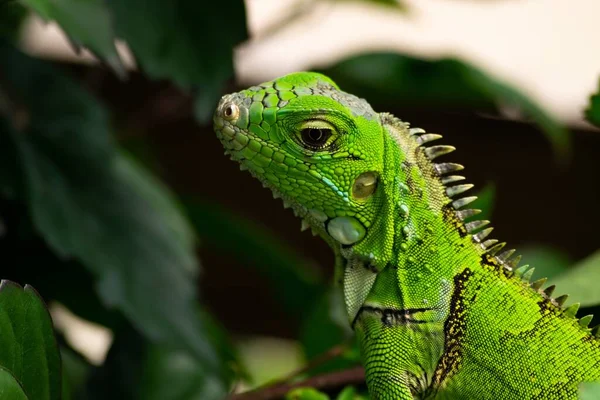 Gros Plan Iguane Vert Avec Des Feuilles Plantes Sur Fond — Photo