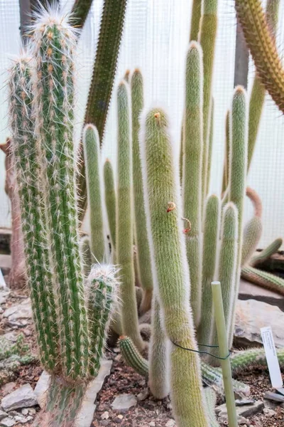 Een Verticaal Shot Van Cholla Cactussen Groeiend Naast Anderen — Stockfoto