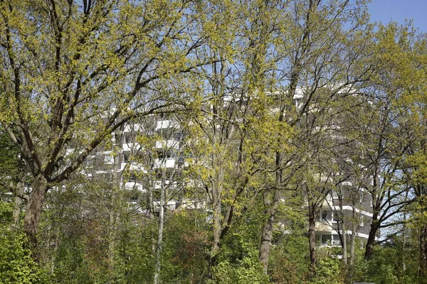 Låg Vinkel Skott Träd Vita Byggnader Bakgrund — Stockfoto