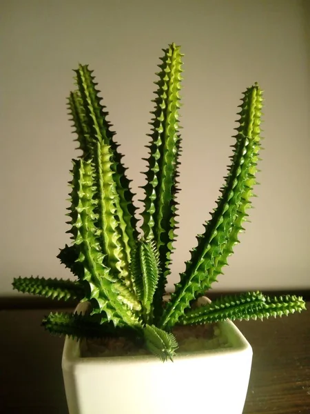 Plan Vertical Huernia Penzigii Dans Pot Blanc Sur Une Table — Photo