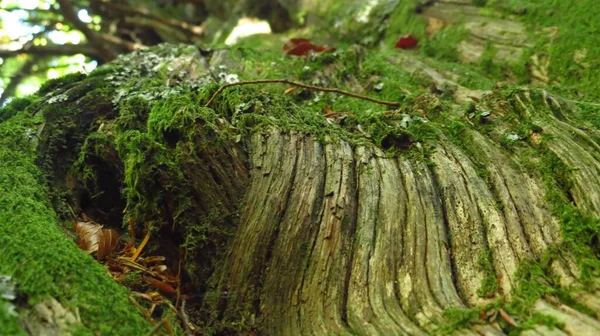 Bel Primo Piano Una Pianta Muschiata — Foto Stock