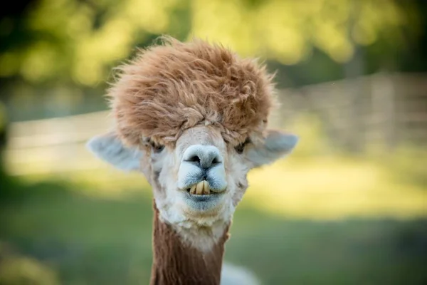 Selektiv Fokusbild Lama Fångad Gård Varm Och Solig Dag — Stockfoto