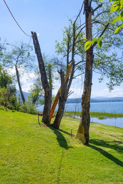 Een Verticaal Shot Van Bomen Naast Het Water Onder Blauwe — Stockfoto