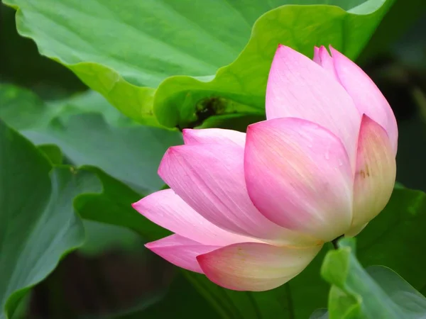 Eine Nahaufnahme Von Blühenden Rosa Lotusblütenblättern — Stockfoto