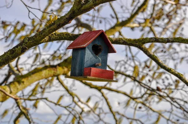 一张红蓝相间的可爱鸟屋的特写照片 它的心脏挂在树上 — 图库照片