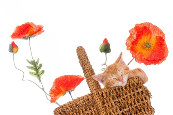 Kızıl Bir Kedinin Uyuyan Hollanda Açılı Görüntüsü Beyaz Arka Planda — Stok fotoğraf