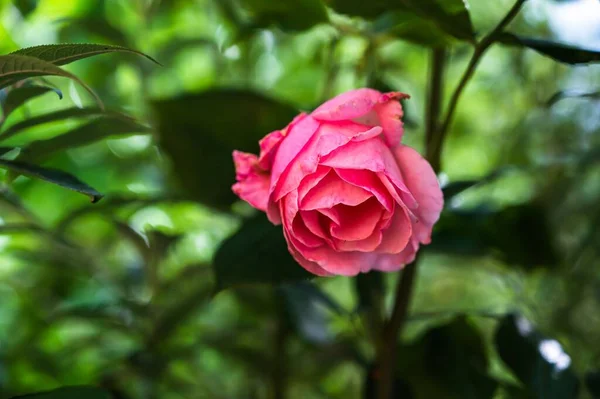 在一个背景模糊的花园里 有一朵美丽的粉色玫瑰的特写镜头 — 图库照片