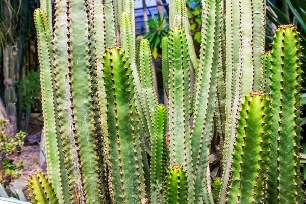 Detailní Záběr Kaktusů Svícnů Rostoucích Vedle Sebe — Stock fotografie