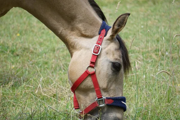 緑のフィールドに赤いホルター放牧と馬のクローズアップショット — ストック写真