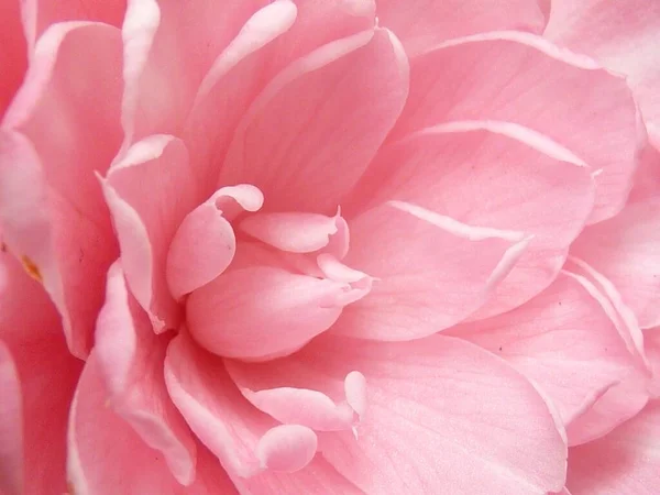 Closeup Shot Camellia Pink Petals Sunlight — Stock Photo, Image