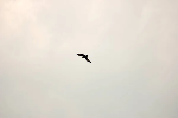 Tiro Ángulo Bajo Pájaro Volando Bajo Cielo Brillante Durante Día — Foto de Stock