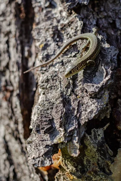 Tiro Vertical Lagarto Jacaré Sulista Uma Rocha Abaixo Uma Luz — Fotografia de Stock