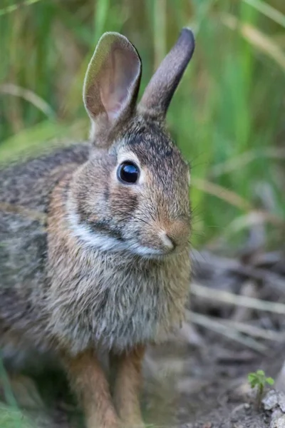 草の中の灰色のウサギの垂直浅い焦点ショット — ストック写真