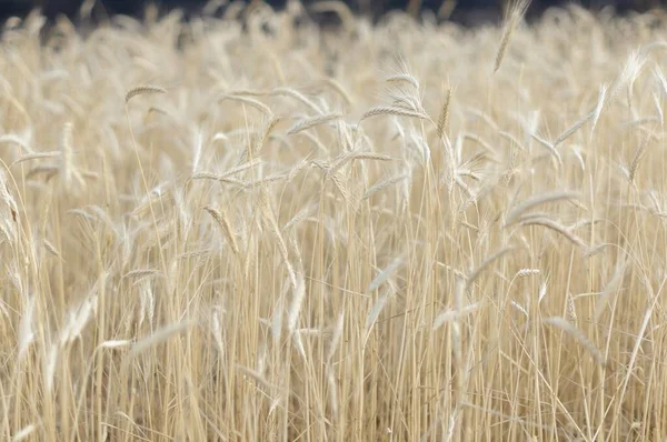 Крупный План Золотого Поля Пшеницы Идеально Подходит Заднего Плана — стоковое фото
