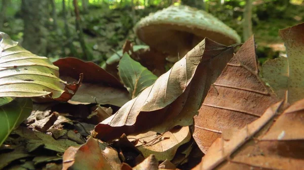 Detailní Záběr Suchého Listí Před Zelenou Houbou Lese — Stock fotografie
