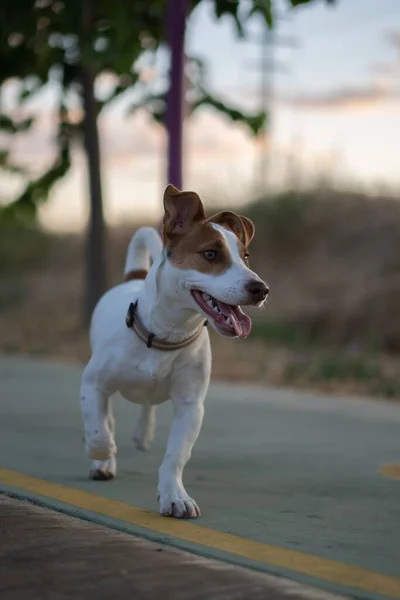 Hermoso Tiro Vertical Perro Blanco Con Manchas Marrones Claro Caminando — Foto de Stock