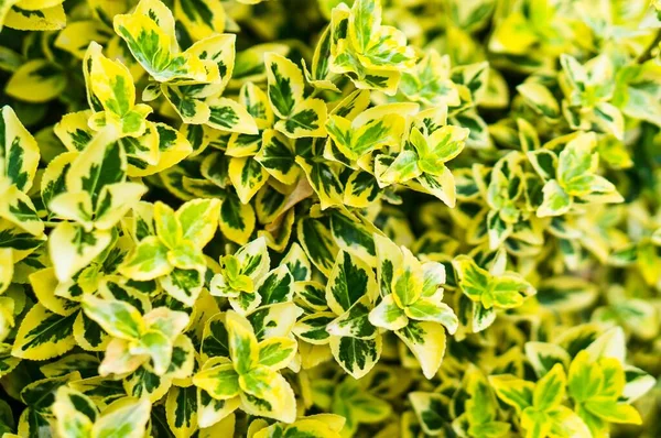 Крупним Планом Шпиндельна Рослина Яскравого Статку Жовтому Зеленому — стокове фото