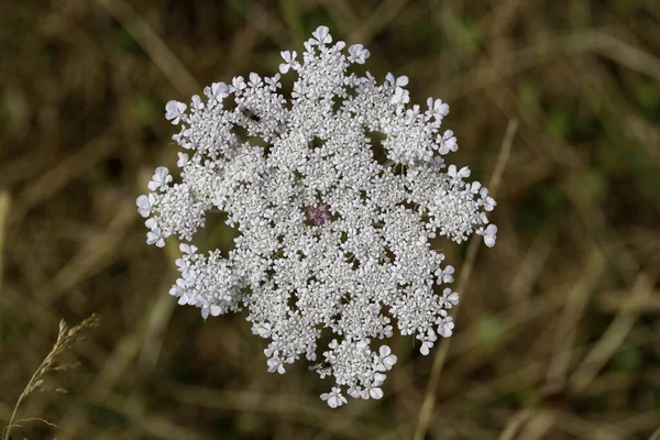 Une Mise Point Sélective Bouquet Fleurs Blanches Sauvages Parfait Pour — Photo