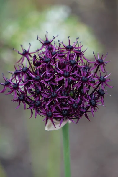 Vertikální Selektivní Zaostření Záběru Fialového Allia Atropurpureum — Stock fotografie