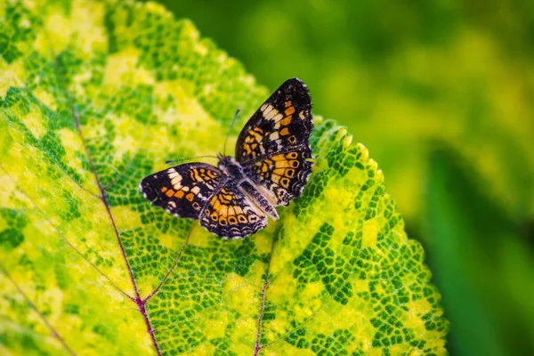 Tiro Foco Seletivo Uma Bela Borboleta Cor Laranja Uma Folha — Fotografia de Stock