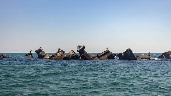 Panoramiczny Strzał Mew Skale Morskiej Rimini Plaży Włochy — Zdjęcie stockowe