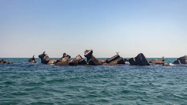 Ein Panoramabild Von Möwen Auf Meeresfelsen Strand Von Rimini Italien — Stockfoto