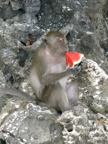 Vertical Closeup Shot Monkey Sitting Stone Eating Watermelon — Stock Photo, Image