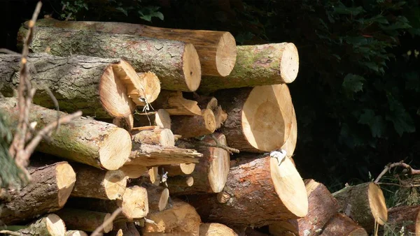 Ett Horisontellt Skott Stapel Trä Stockar Solig Dag Omgiven Grönska — Stockfoto