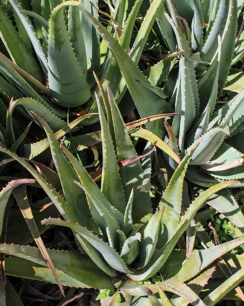 Primer Plano Vertical Plantas Aloe Vera Crecimiento —  Fotos de Stock