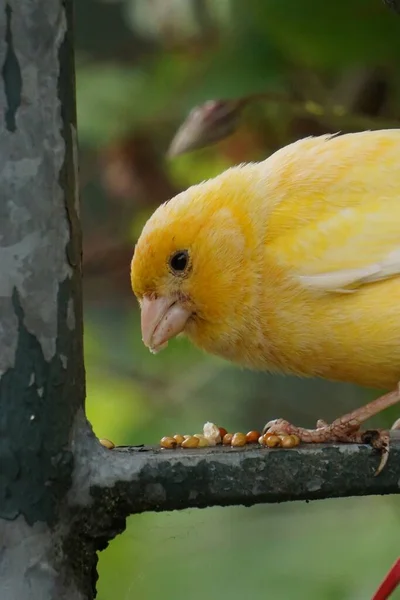 金丝雀 金丝雀自然界中一只黄色金丝雀的垂直选择性聚焦镜头 — 图库照片