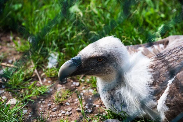 Close Griffon Abutre Gyps Fulvus Zoológico — Fotografia de Stock